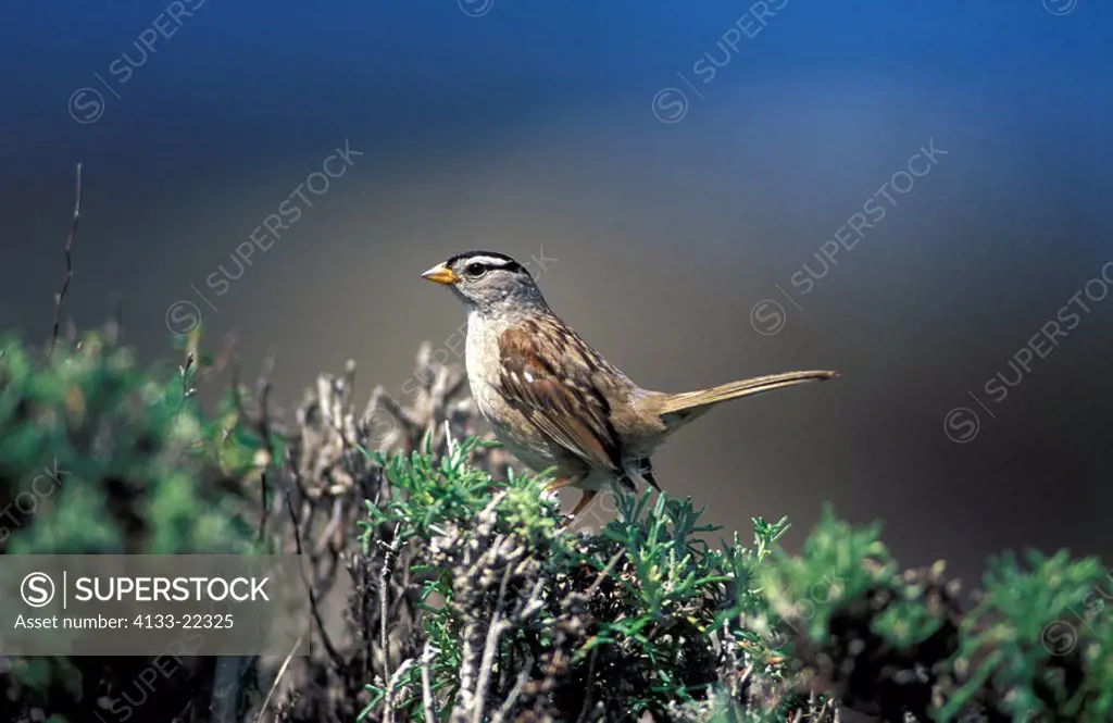 White Crowned Sparrow,,Zonotrichia leucophrys,California,USA,adult on tree