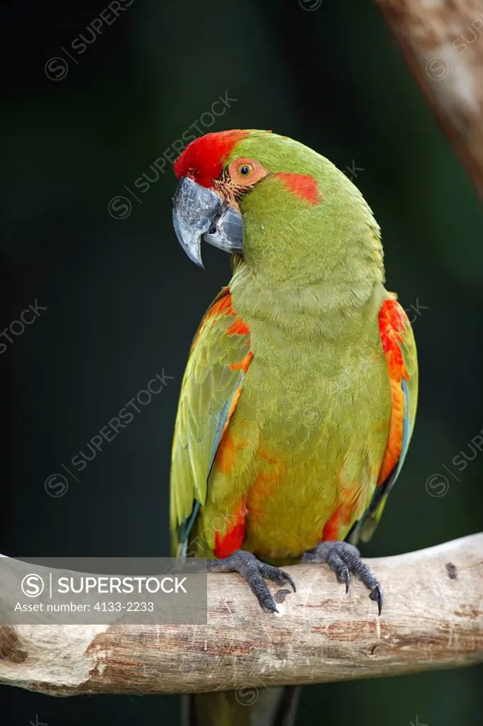 Red fronted Macaw,Ara rubrogenys,South America,adult on tree