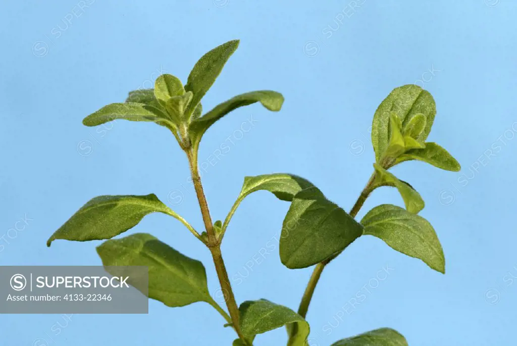 Marjoram , Origanum majorana , Germany , Europe , leaves food herb