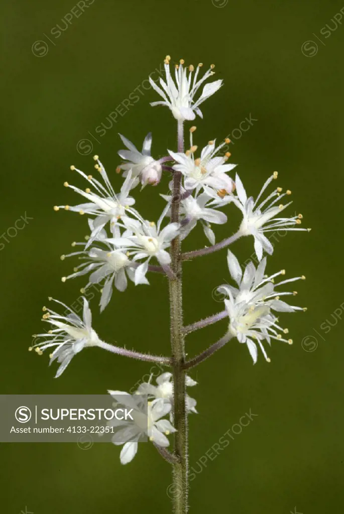 Foam Flower , Tiarella cordifolia , Germany , Europe , bloom