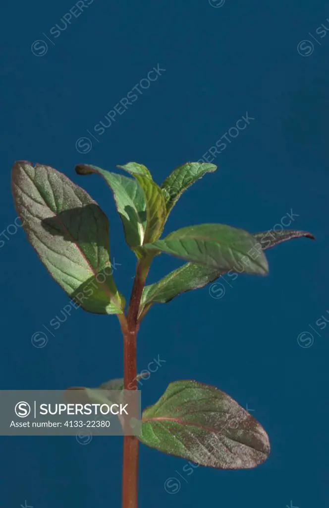 Spearmint, Mentha spicata, Germany, leaves
