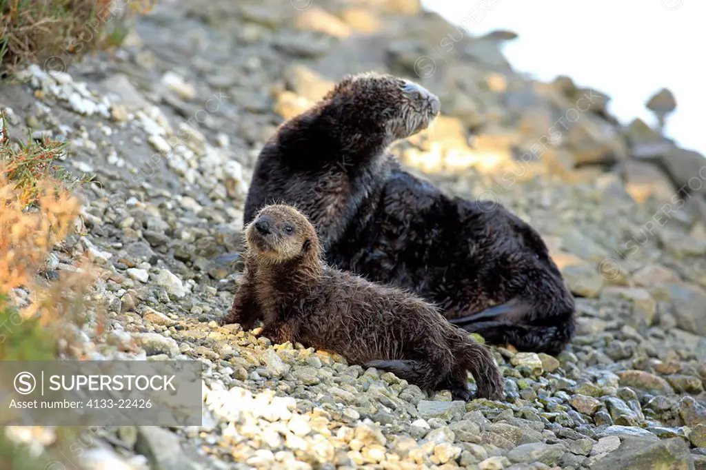 Sea Otter,Enhydra lutris,Monterey,California,USA,mother with young on shore