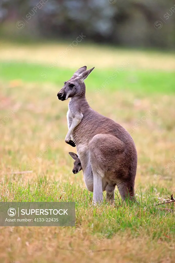 Eastern Grey Kangaroo,Macropus giganteus,Australia,adult female with joey in pouch