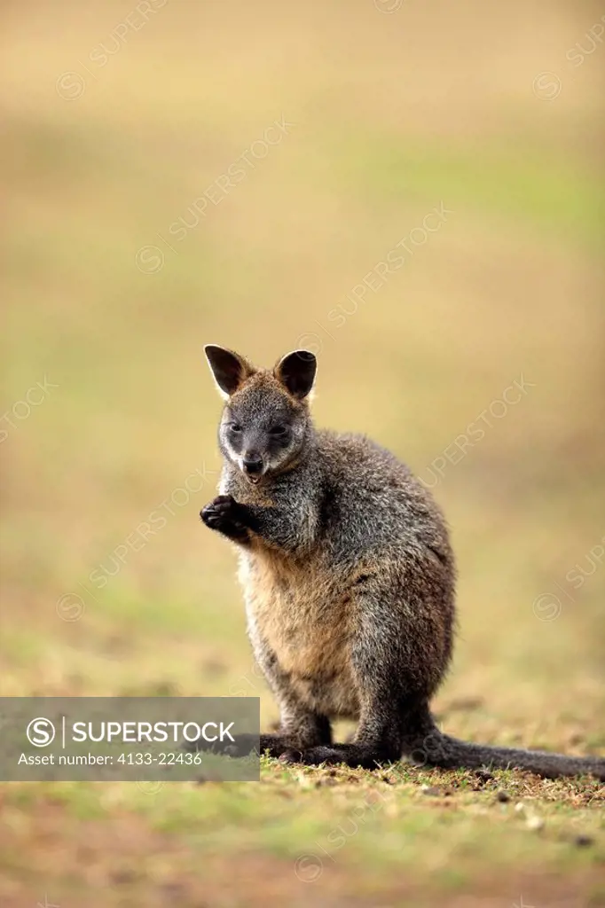 Swamp Wallaby,Wallabia bicolor,Phillip Island,Australia,young