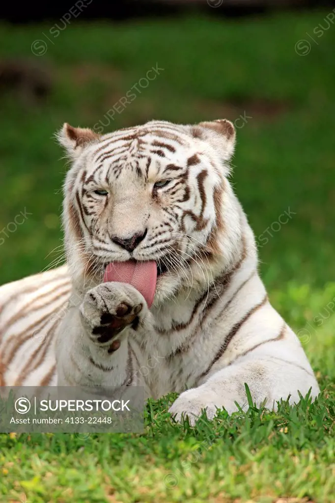Indian Tiger,Panthera tigris tigris,India,Asia,adult portrait