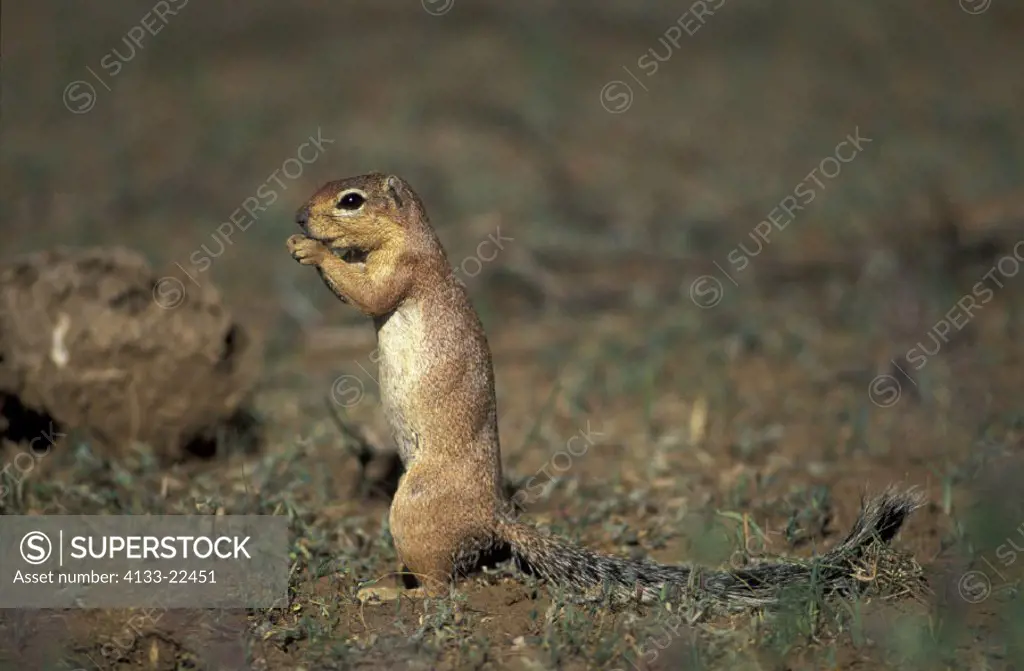 Ground Squirrel , Xerus rutilus , Kenya , Africa , Samburu Game Reserve , Adult feeding
