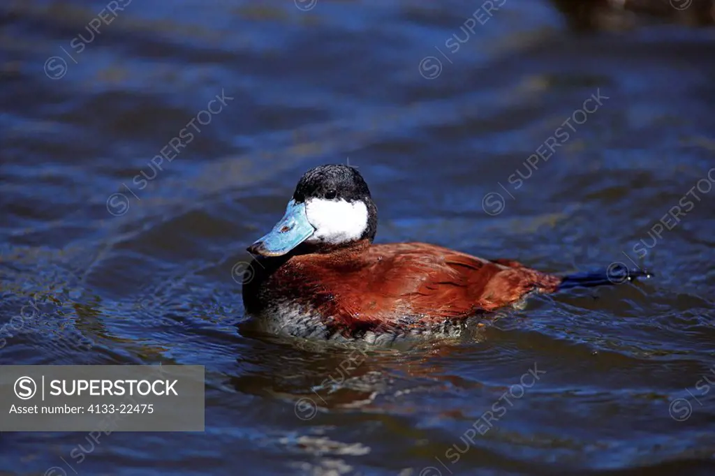 Ruddy Duck,Oxyura jamaicensis,California,USA,adult,male in water