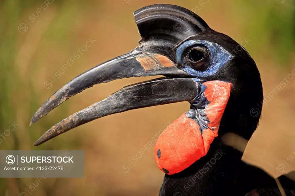Ground Hornbill,Bucorvus leadbeateri,Africa,adult portrait