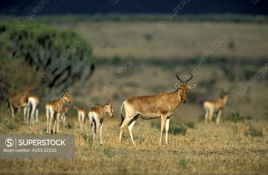 Bubal Hartebeest,Alcelaphus buselaphus,Masai Mara,Kenya,Africa,adult with youngs