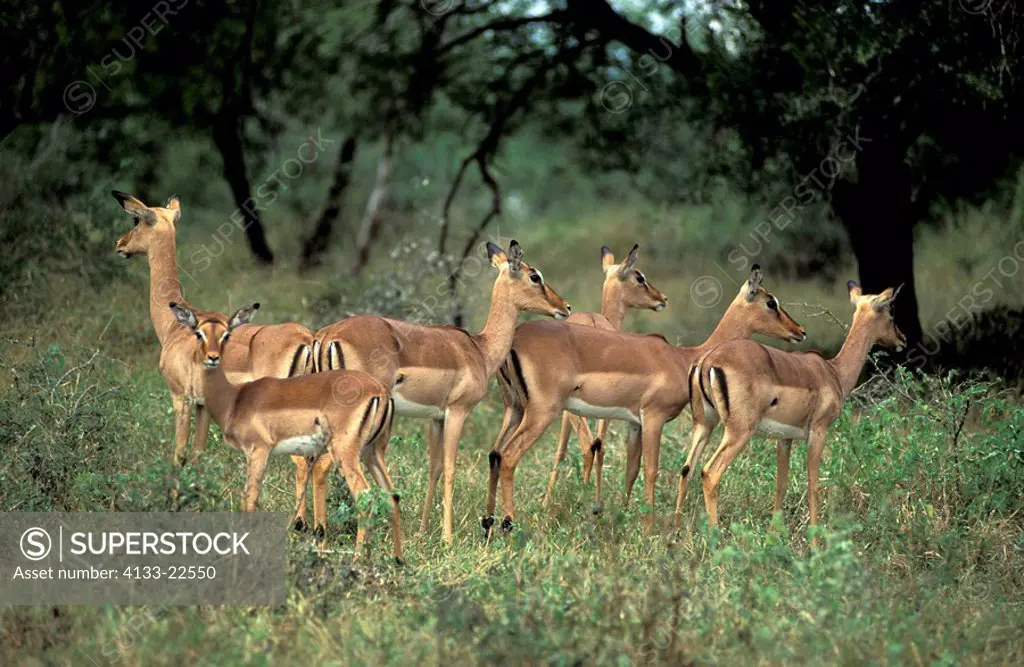 Impala,Aepyceros melampus,Kwazulu Natal,South Africa,Africa,group