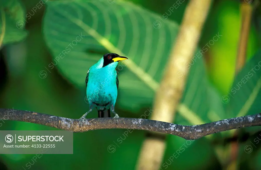 Green Honeycreeper,Chlorophanes spiza,Asa Wright Nature Centre,Trinidad and Tobago,adult male on tree
