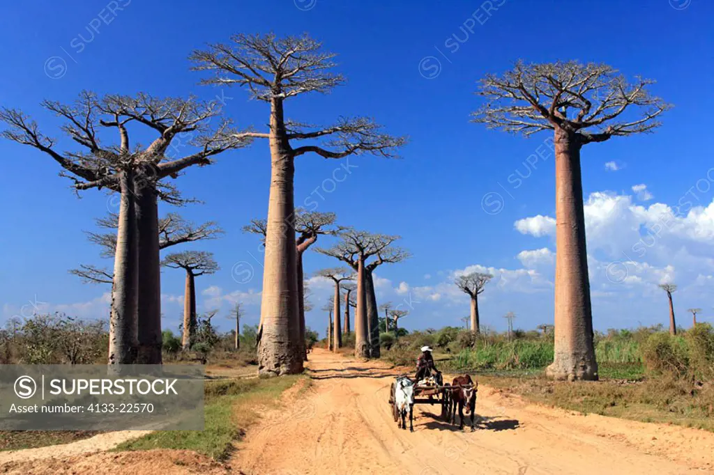 Madagascar Baobab, Adansonia Grandidieri, Morondava, Madagascar,  Allee of Baobab
