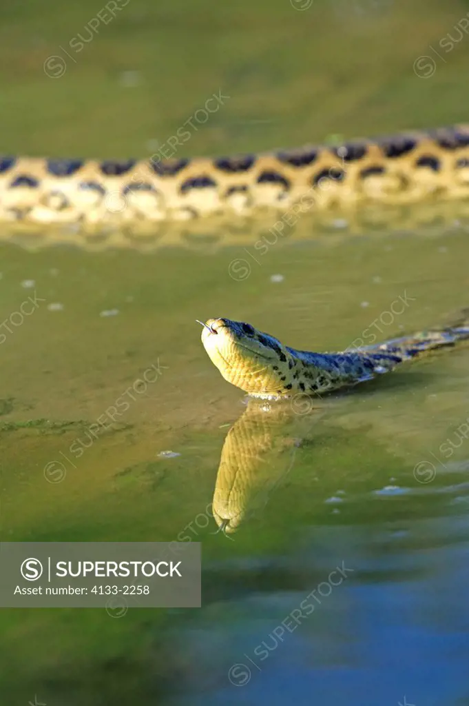 Yellow Anaconda,Eunectes notaeus,Pantanal,Brazil,adult,in water,swimming