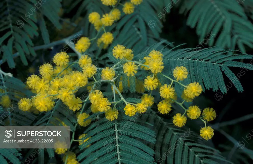 Silver Wattle, Acacia dealbata, Germany, bloom