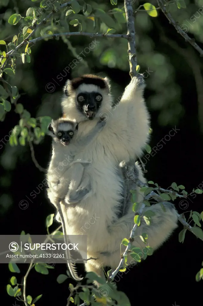 Verreaux`s Sifaka , Sifaka , Propithecus verreauxi , Berenty Game Reserve , Madagascar , Africa , Adult with young , with baby