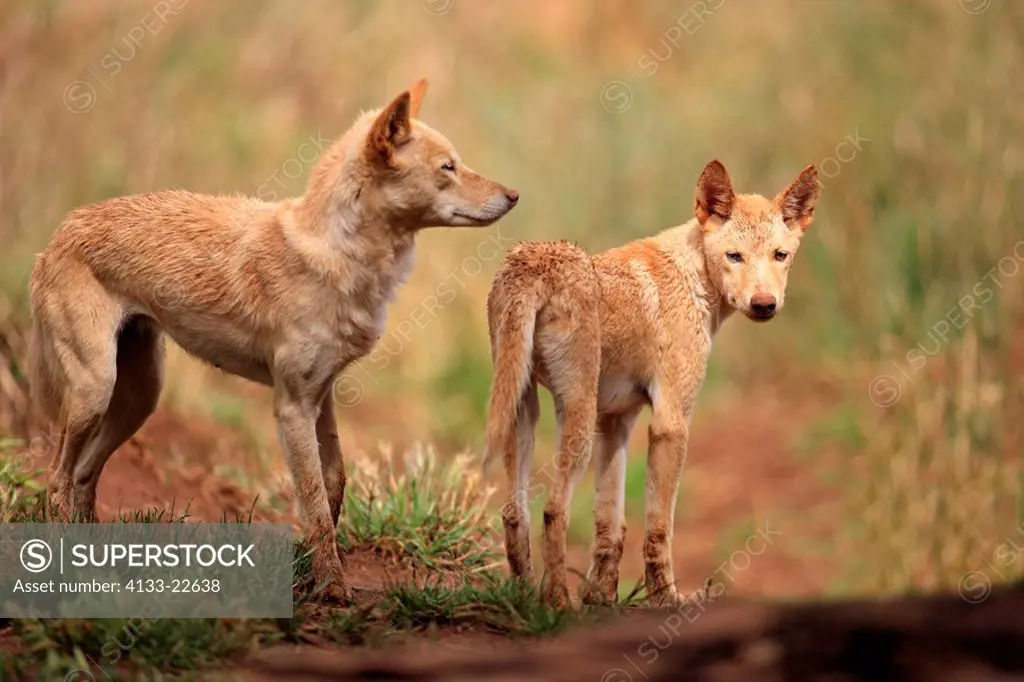 Dingo,Canis familiaris dingo,Australia,adult couple
