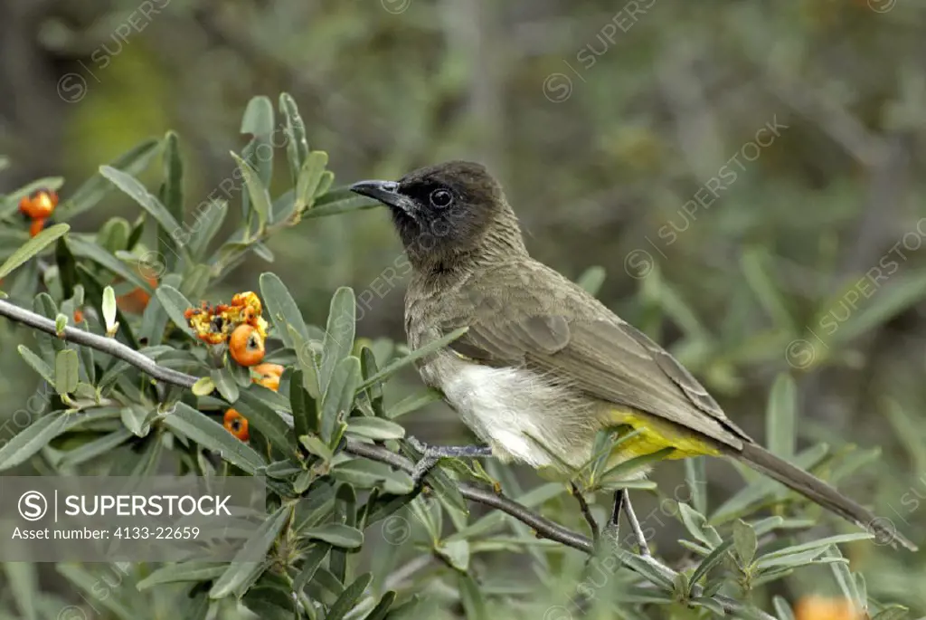 Yellow-Vented Bulbul Pyconotus barbatus Masai Mara Kenya