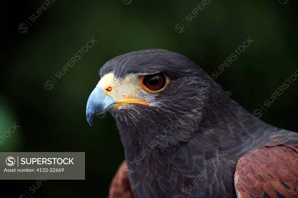 Harris´ Hawk,Parabuteo unicinctus,Utah,USA,adult portrait