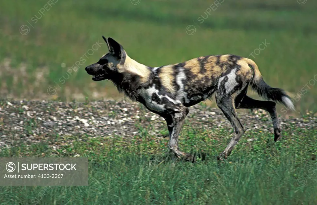 African Wild Dog Lycaon pictus South Africa Africa