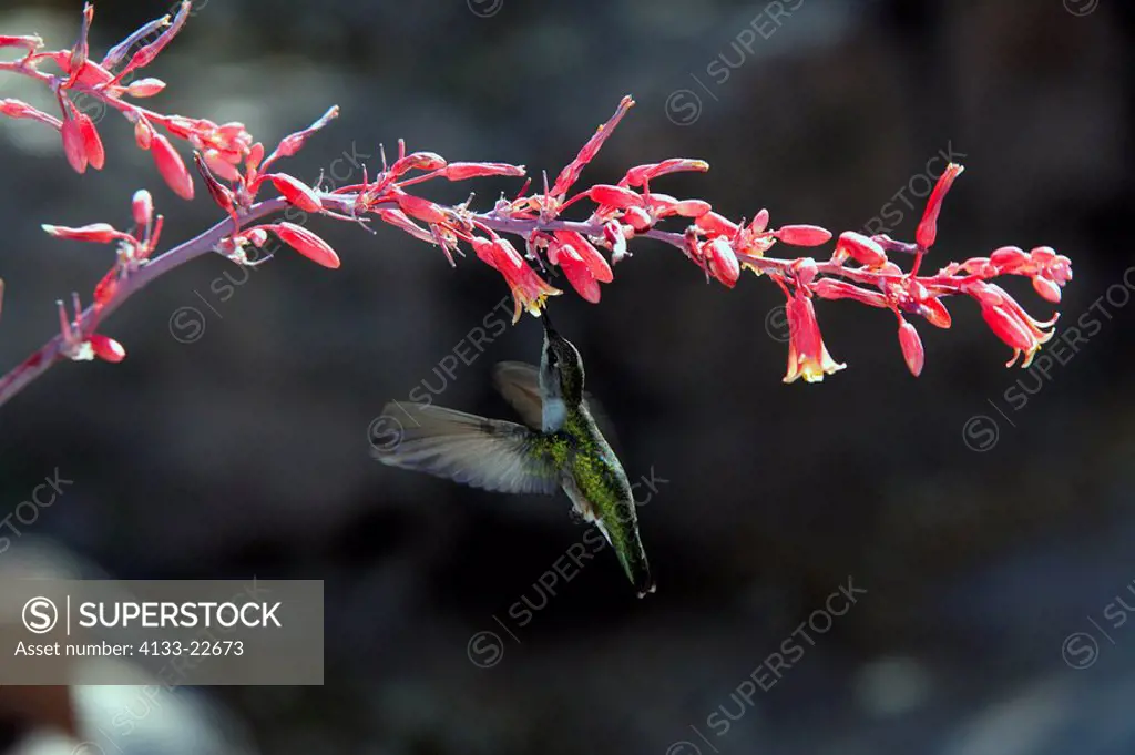 Costa´s Hummingbird,Calypte costae,Sonora Desert,Arizona,USA,flying female feeding on blooming flower