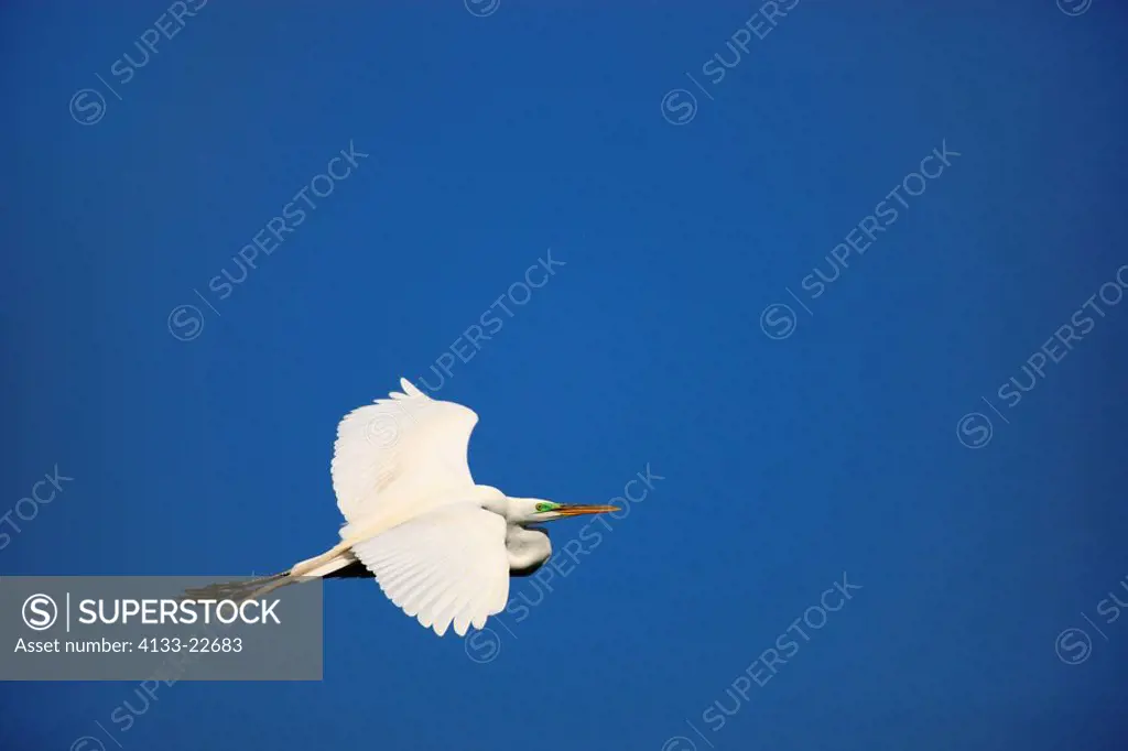Great White Egret,Egretta alba,Florida,USA,adult flying with blue sky