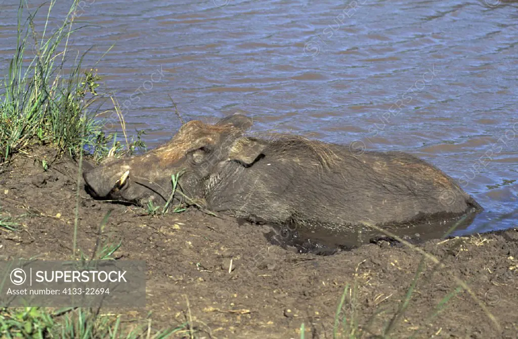 Warthog , Phacochoerus aethiopicus , Hluhluwe Umfolozi National Park , South Africa , Africa , adult in water