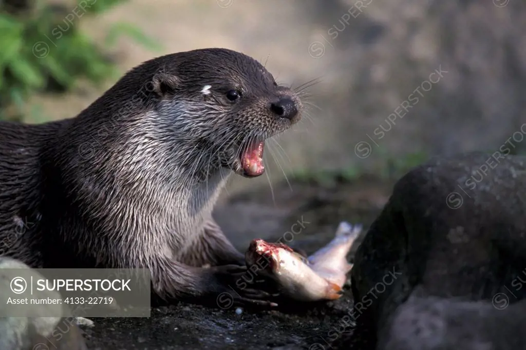 Otter,Lutra lutra,Germany,Europe,with prey feeding portrait