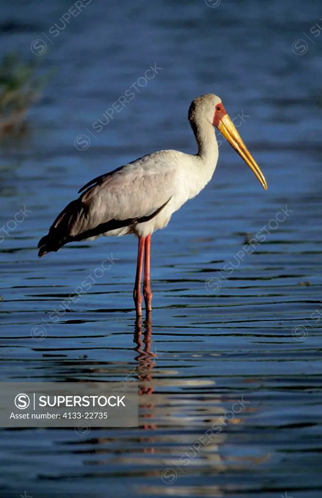 Yellow Billed Stork, Ibis ibis, Kruger Nationalpark, South Africa, adult in water