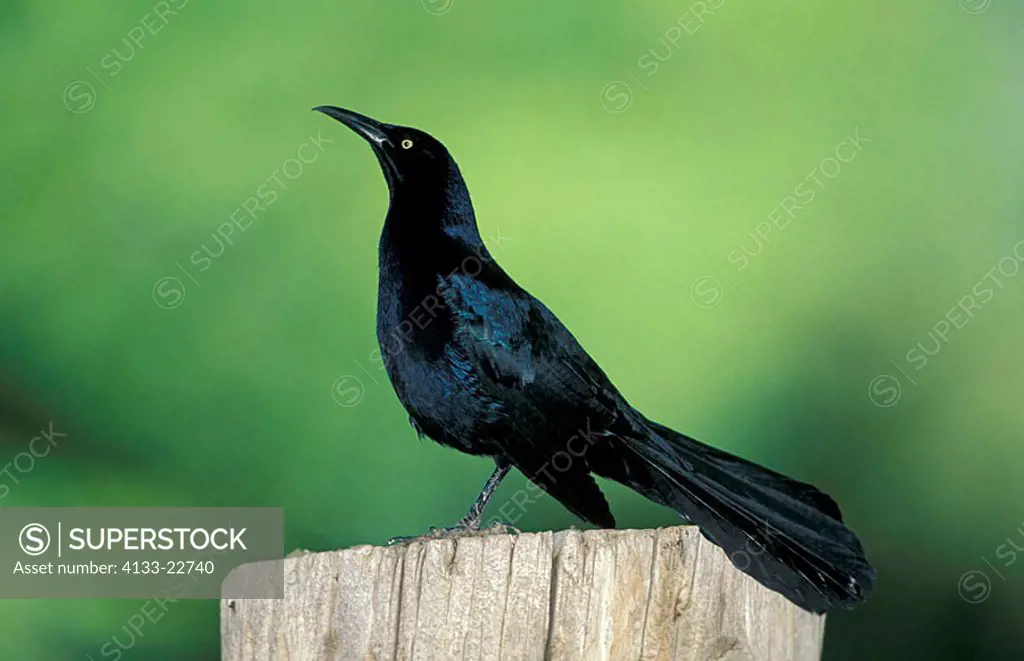 Great tailed Grackle Quiscalus mexicanus Florida USA