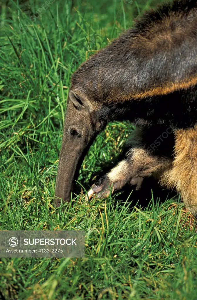 Giant Anteater,Myrmecophaga tridactyla,South America,adult,looking for food,portrait
