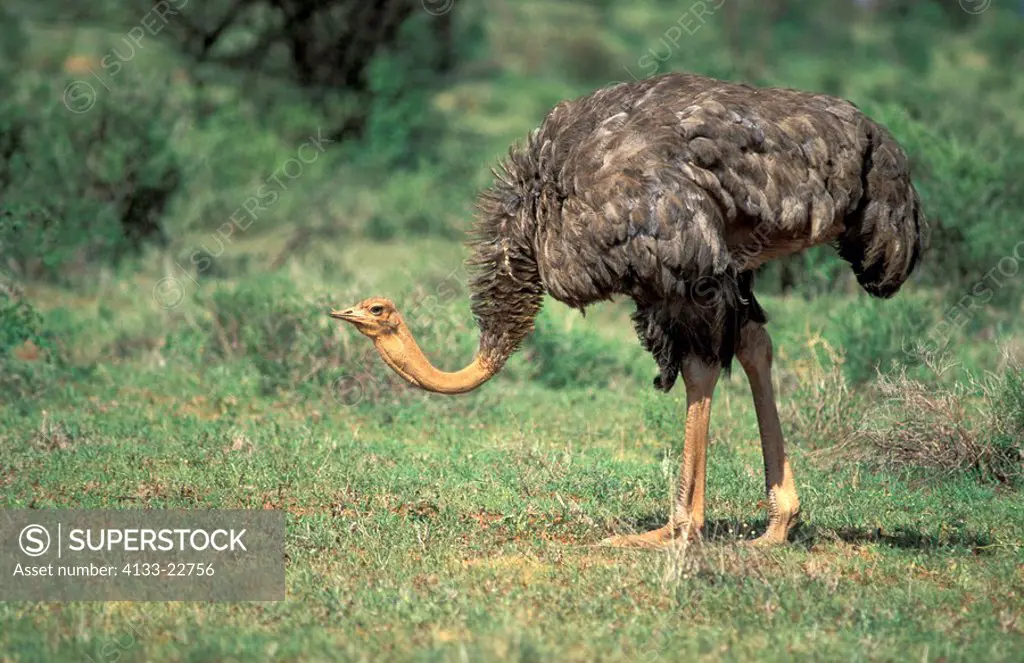 Somali Ostrich,Struthio c  molybdophanes,Samburu Game Reserve,Kenya,Africa,adult female
