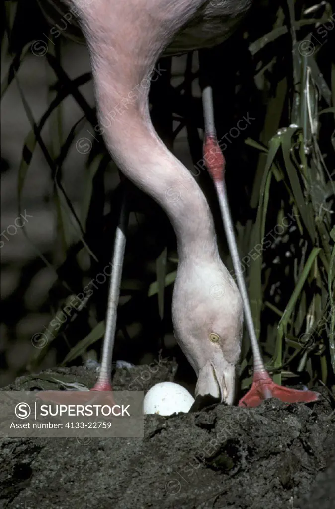 Chile Flamingo , Phoenicopterus ruber chilensis , South America , Chile , adult at nest