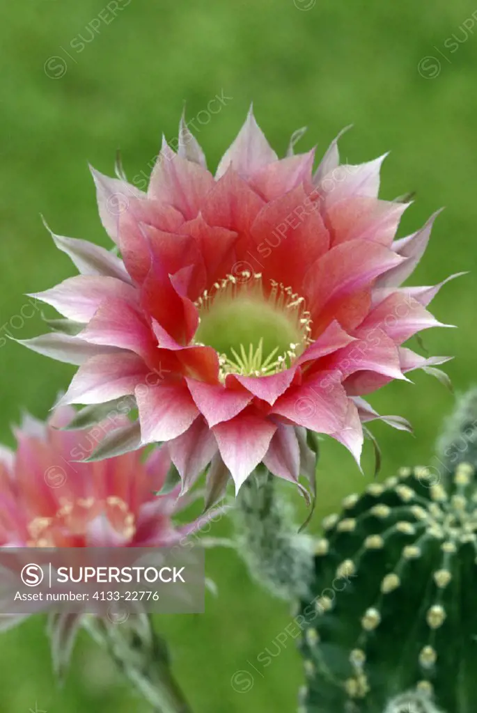 Easter Lily, Cactus Echinopsis, Germany, bloom
