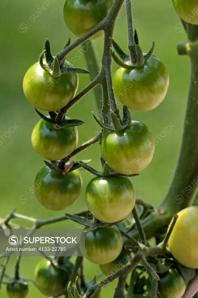 Cherry Tomato, Lycopersicon esculentum var Cerasiforme, Germany, fruit on bunch