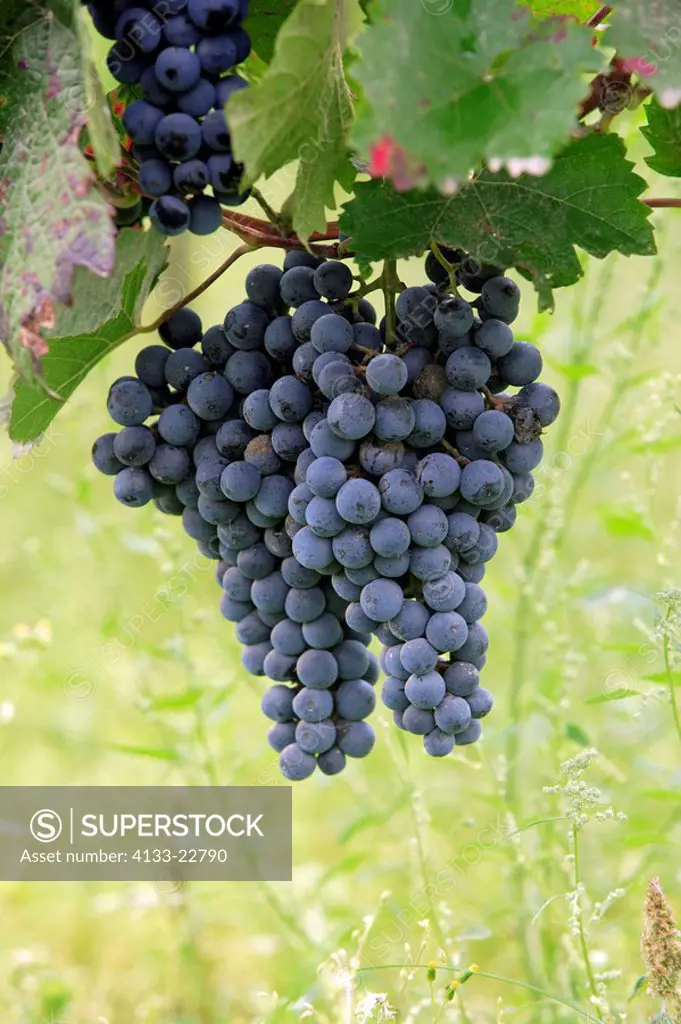Grape-vine,Grape vine,Vitis vinifera,Germany,bunch of grapes before harvest
