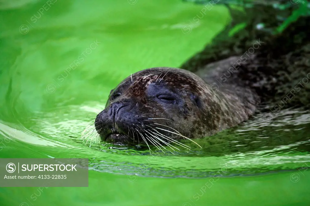 Common Seal,Phoca vitulina,Germany,adult swimming portrait