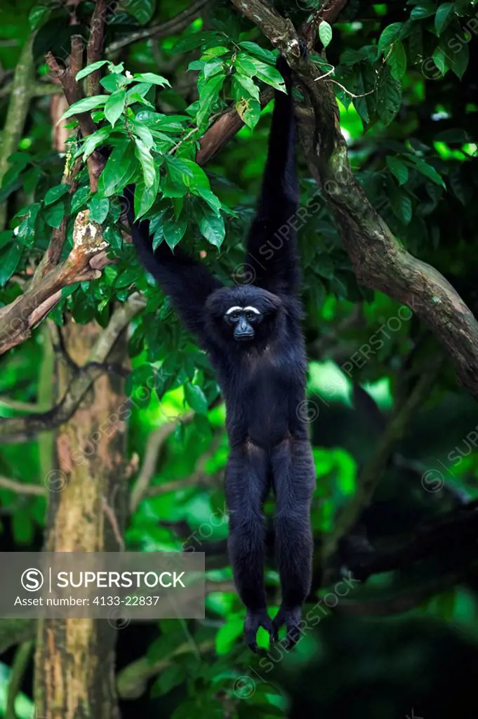 Dark handed Gibbon,Hylobates agilis,Asia,adult hanging on tree