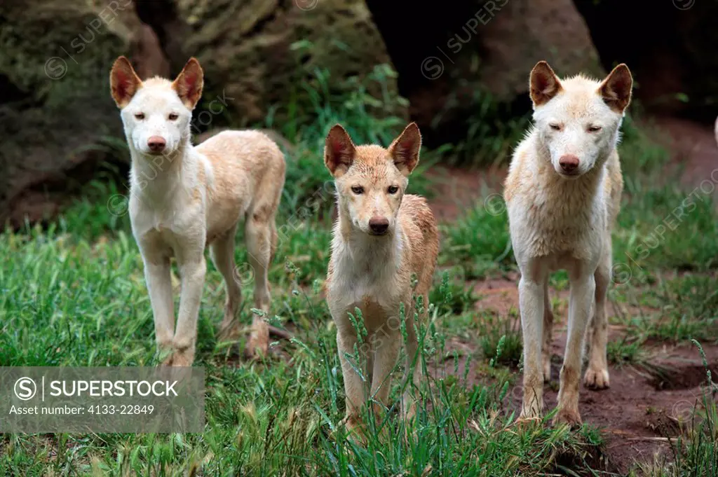 Dingo,Canis familiaris dingo,Australia,adult group