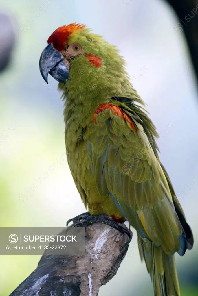 Red fronted Macaw Ara rubrogenys South America
