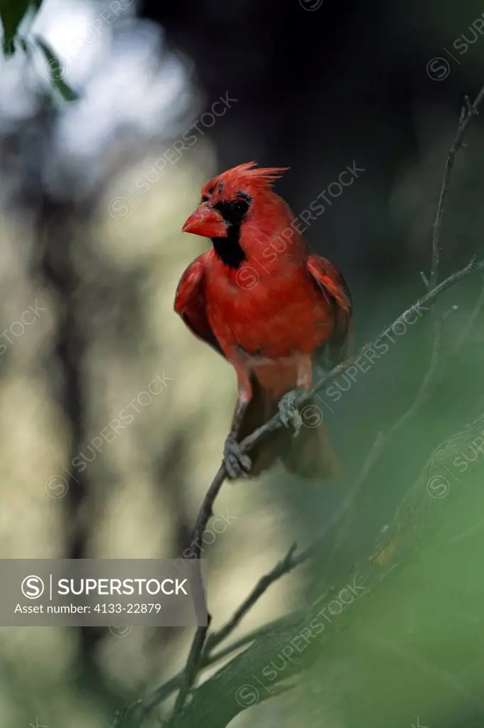 Northern Cardinal,Cardinalis cardinalis,Sonora Desert,Arizona,USA,adult male on tree