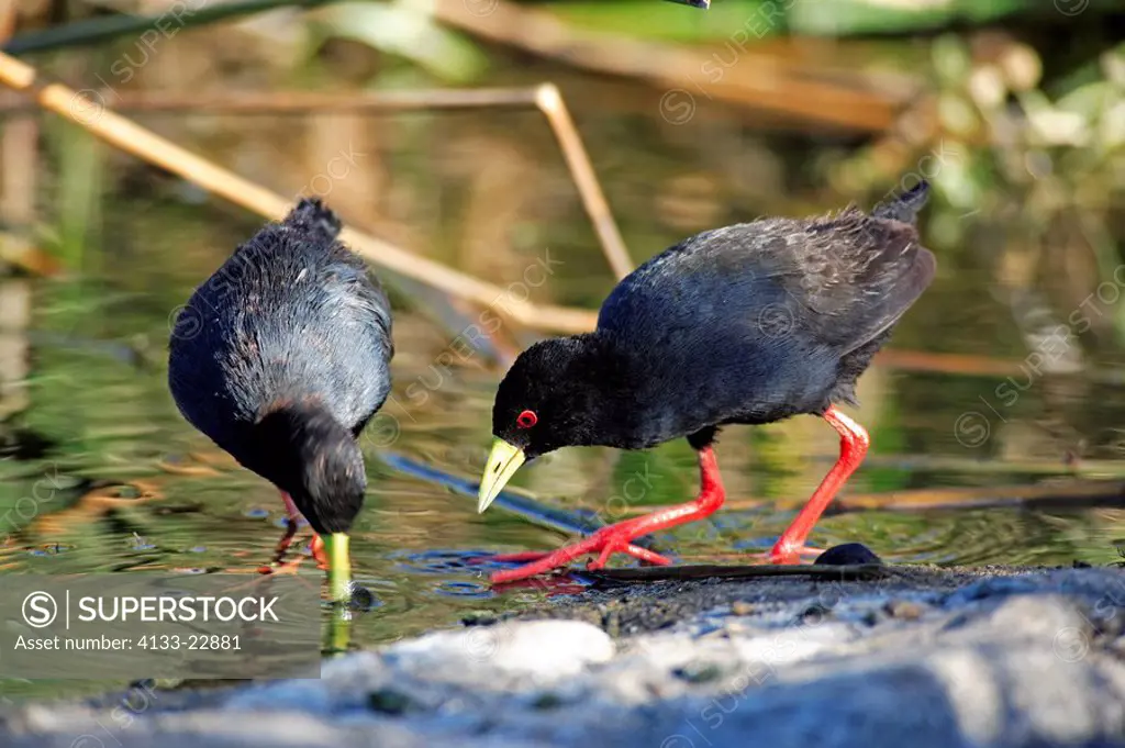 African Black Crake,Amaurornis flavirostris,Kruger National Park,South Africa,adult couple in water searching for food