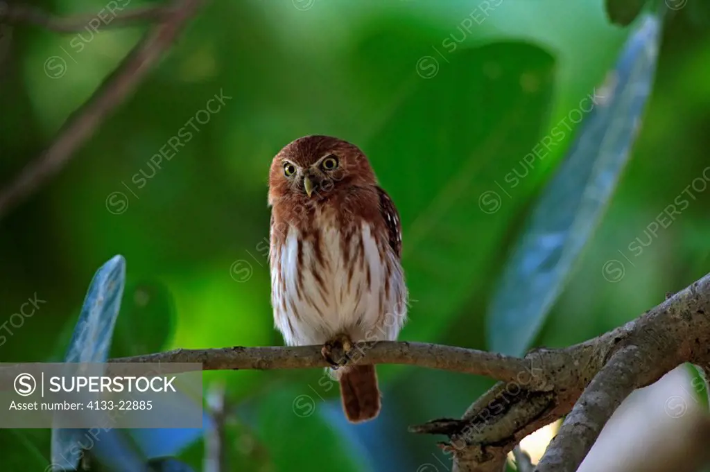 Ferruginous Pygmy Owl,Glaucidium brasilianus,Pantanal,Brazil,adult,on tree