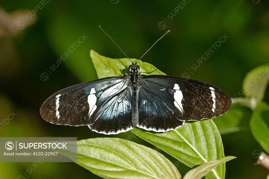 Longwing Sara Butterfly, Heliconius sara, South America, imago