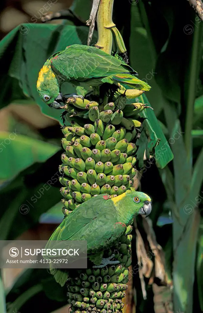 Yellow naped Amazon Amazona auropalliata South America