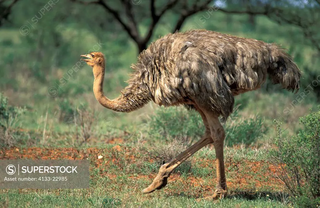 Somali Ostrich,Struthio c  molybdophanes,Samburu Game Reserve,Kenya,Africa,adult female