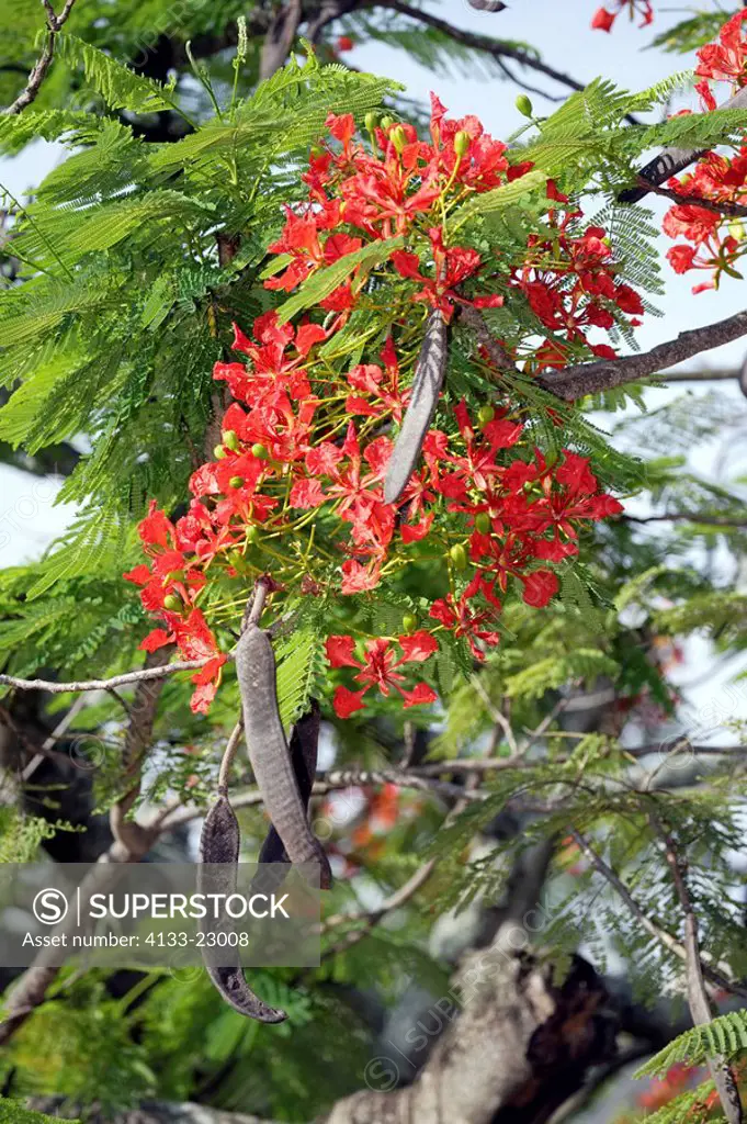 Royal Poinciana,Flamboyant Tree,Delonix regia,South Africa,blooming flower
