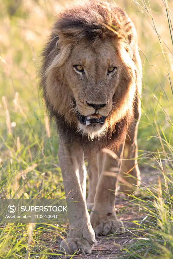 Lion, Panthera leo, Sabie Sand Game Reserve, South Africa , Africa, adult male walking