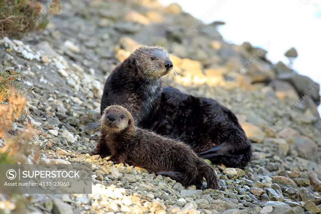 Sea Otter,Enhydra lutris,Monterey,California,USA,mother with young on shore