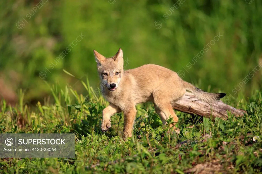 Gray Wolf,Grey Wolf,Canis lupus,Minnesota,USA,young