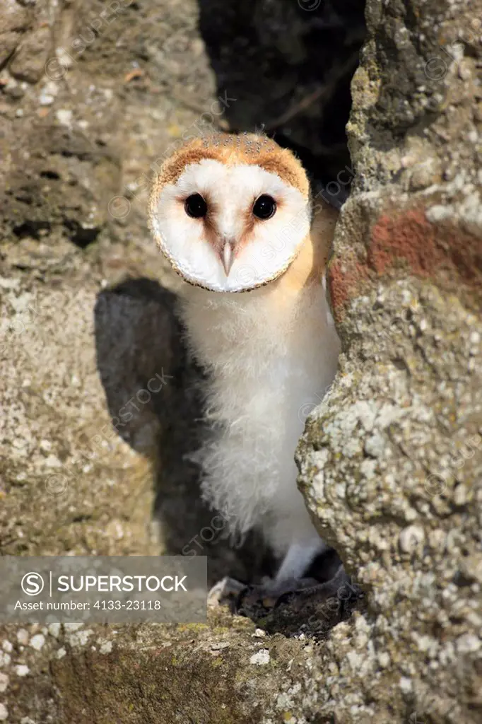 Barn Owl,Tyto alba,Germany,Europe,young